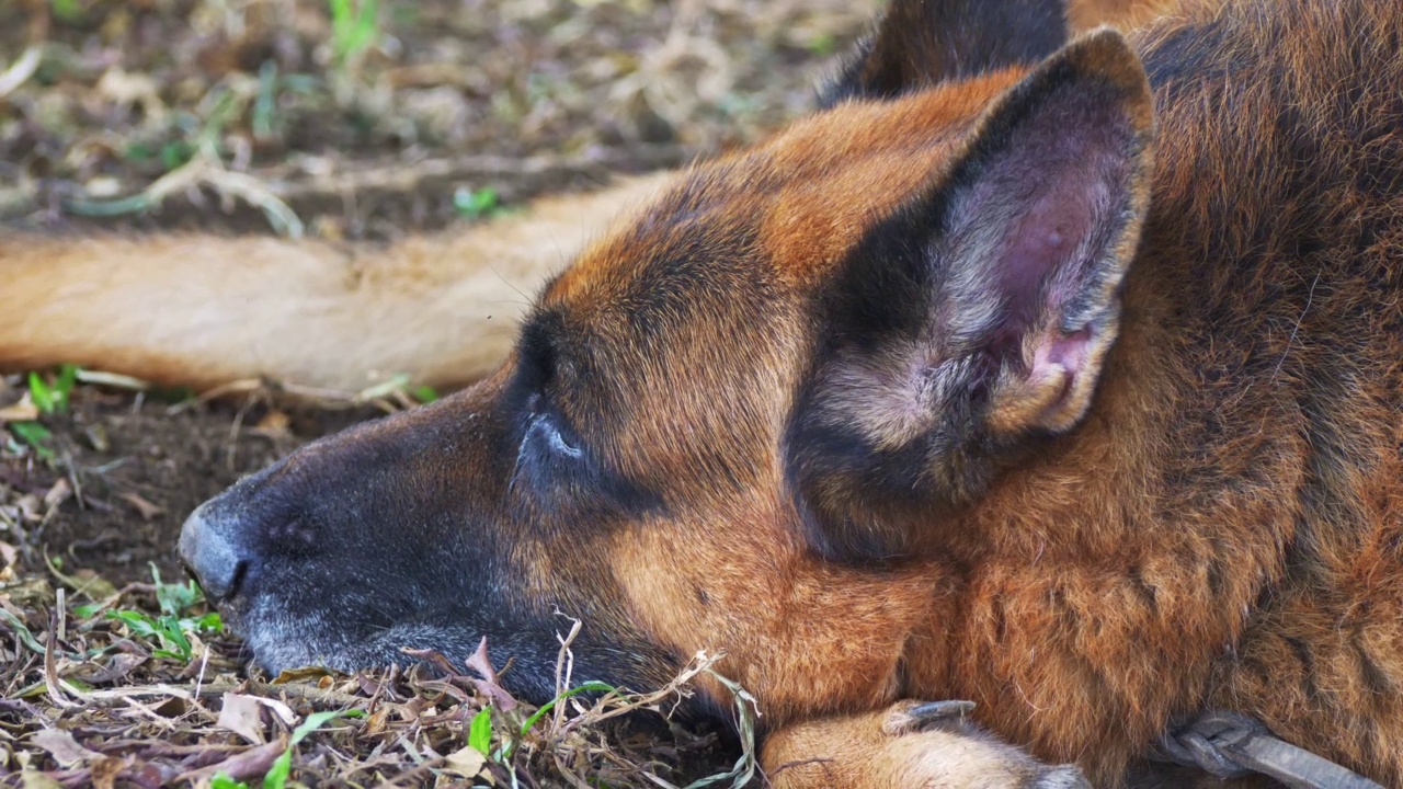 一只德国牧羊犬躺在草地上。狗睡在地上。视频素材