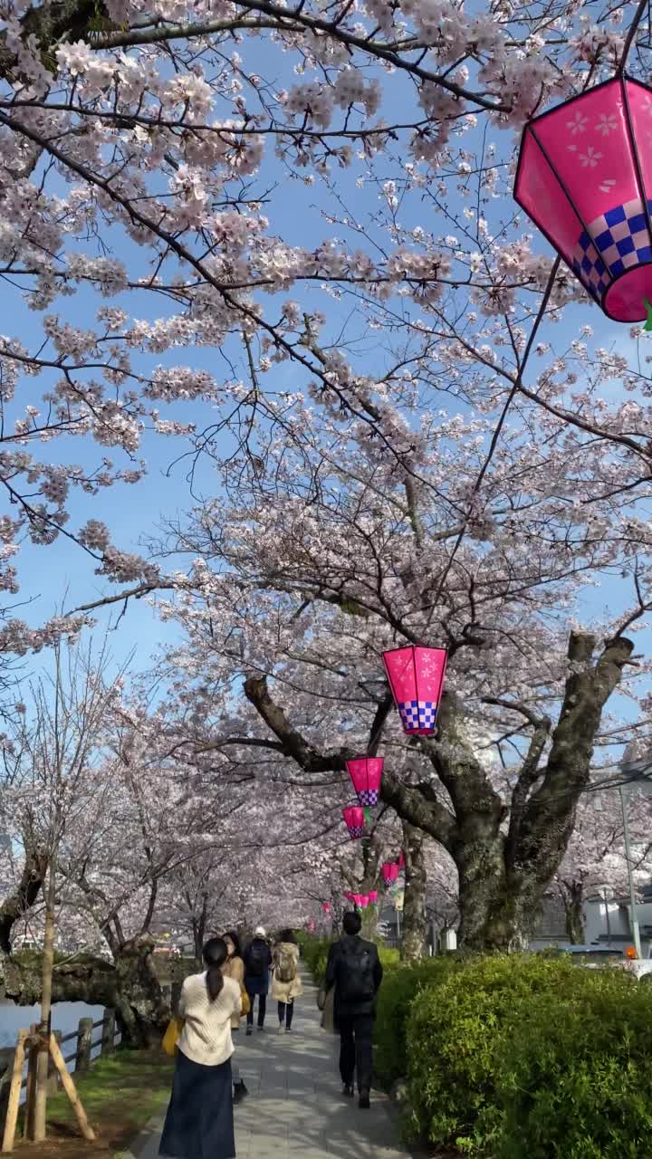 随风飘落的樱花视频素材