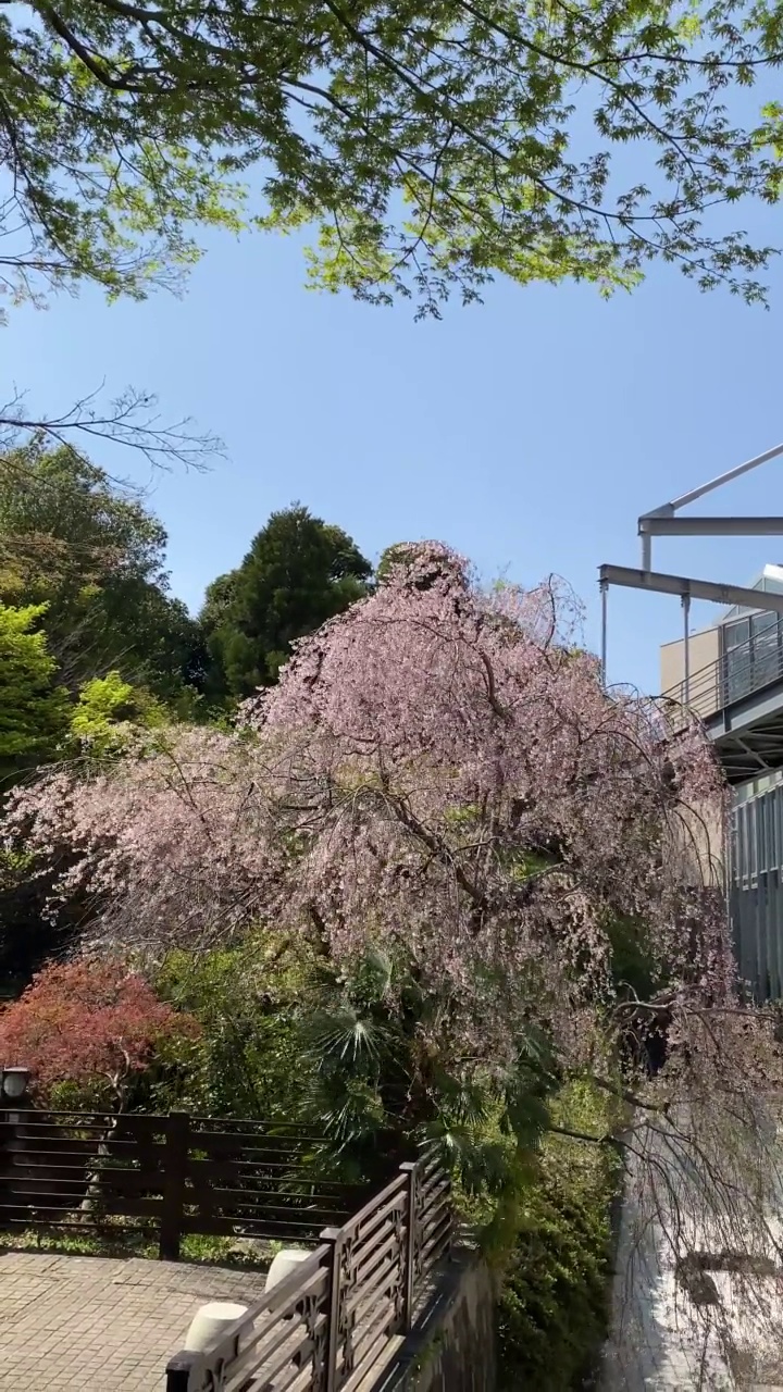 随风飘落的樱花视频素材