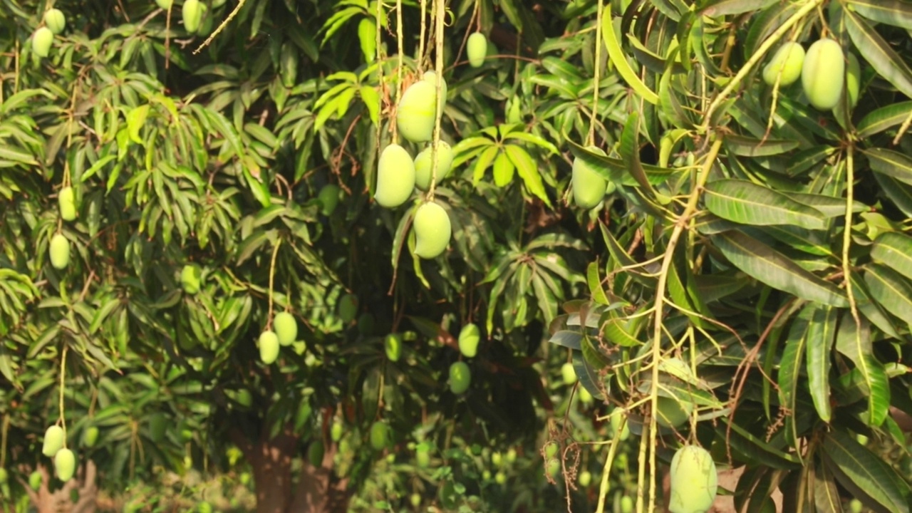 在印度古吉拉特邦，新鲜的芒果挂在树上，小克萨芒果(keri)果实挂在芒果园里的树上视频素材