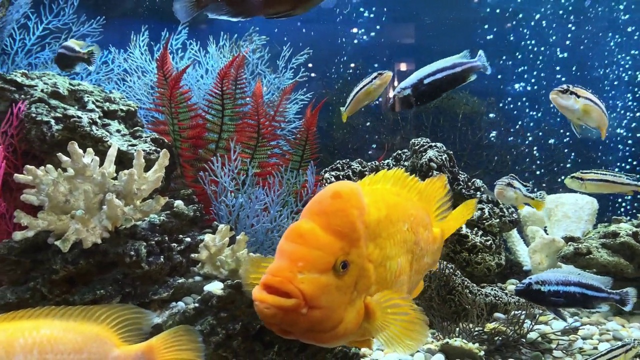 4 k。家庭淡水水族馆与浮动彩色鱼特写。香橼柠檬鳞状瘤，雌雄均有金黄色黑素。概念——宠物视频下载