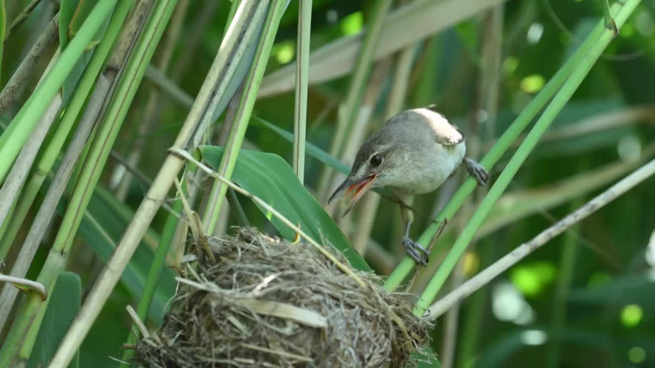 筑巢芦苇莺(Acrocephalus arundinaceus)视频素材