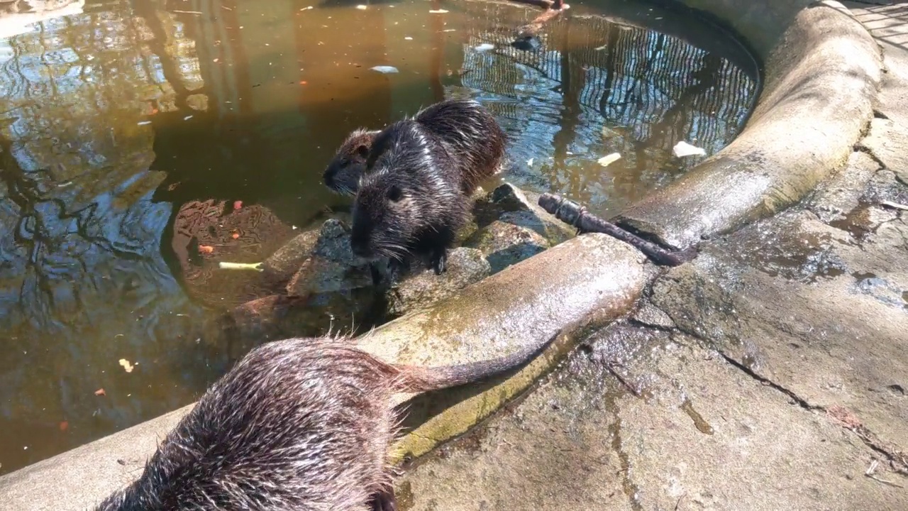 水獭在水中洗澡的特写。他们会清洁皮肤。海狸鼠或沼泽海狸是一种啮齿目哺乳动物视频素材