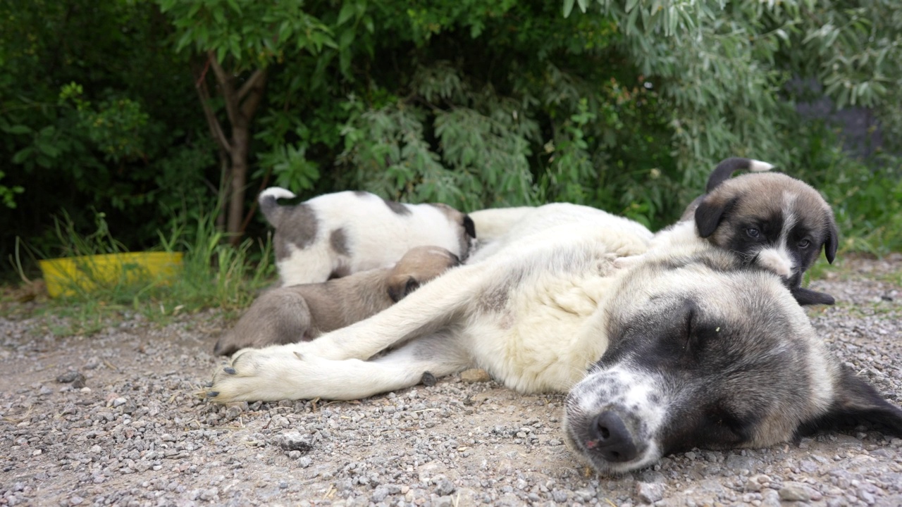 在农村地区，一只流浪狗躺在街上喂它的小狗视频素材