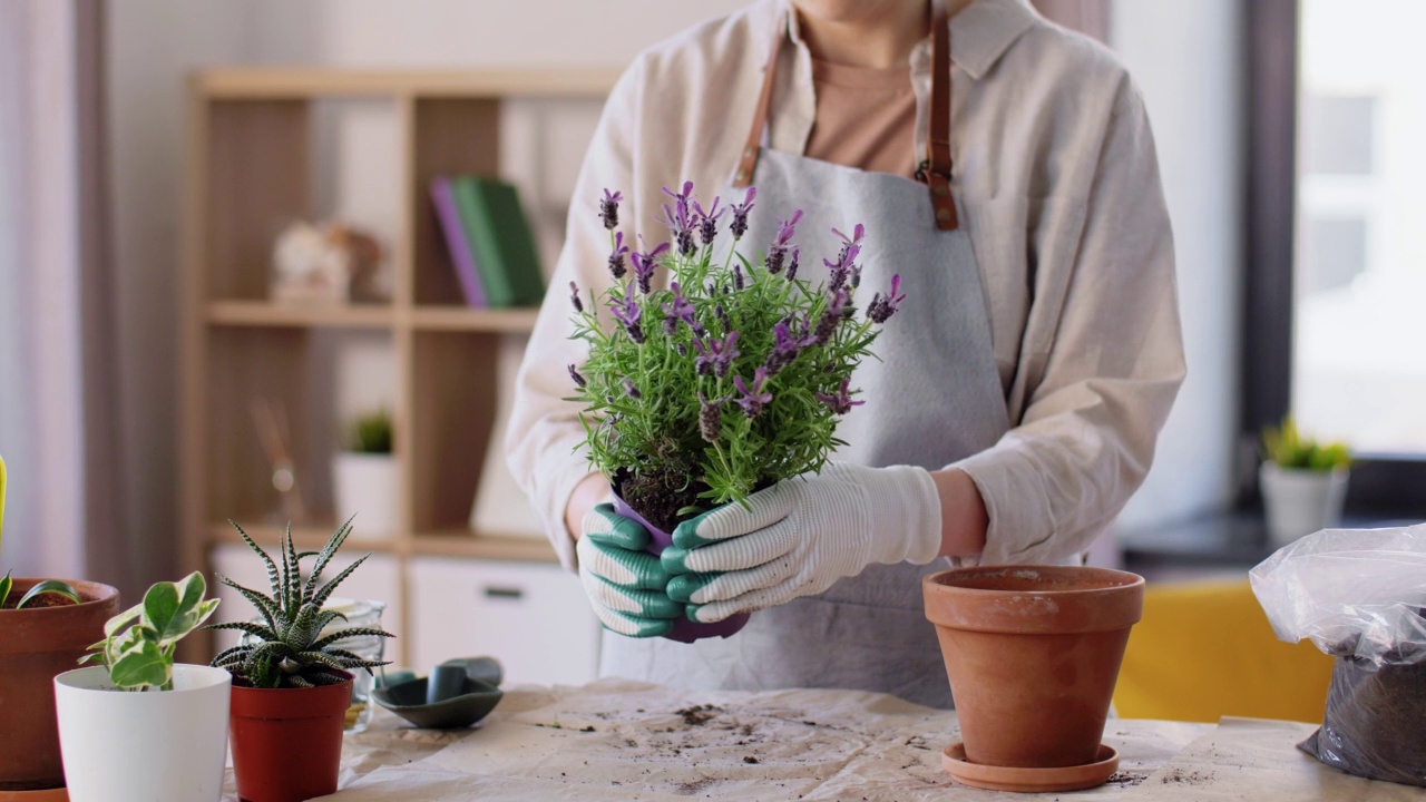 妇女在家里种植盆栽花视频素材