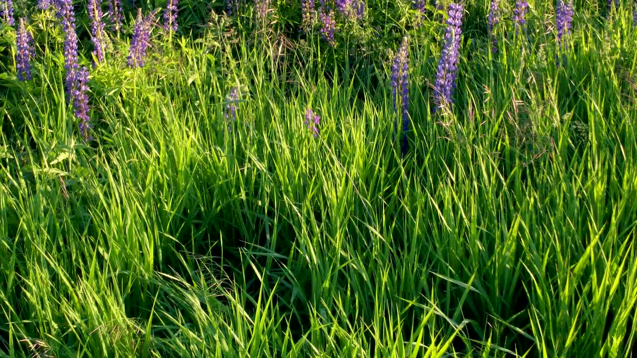 在日落时飞过一片开满鲜花的田野。无人机拍摄的羽扇豆。绿色背景视频素材