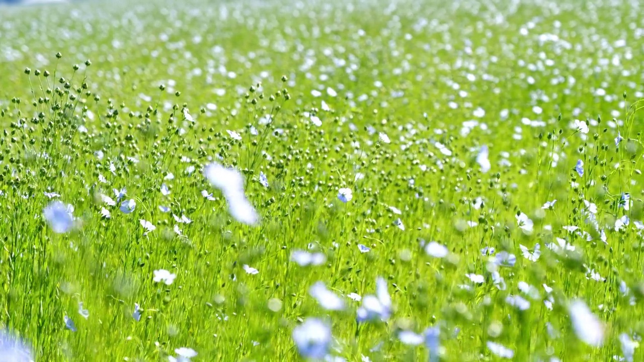 夏日野花草地视频素材