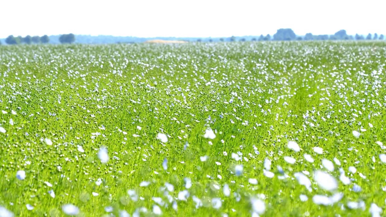 夏日野花草地视频素材