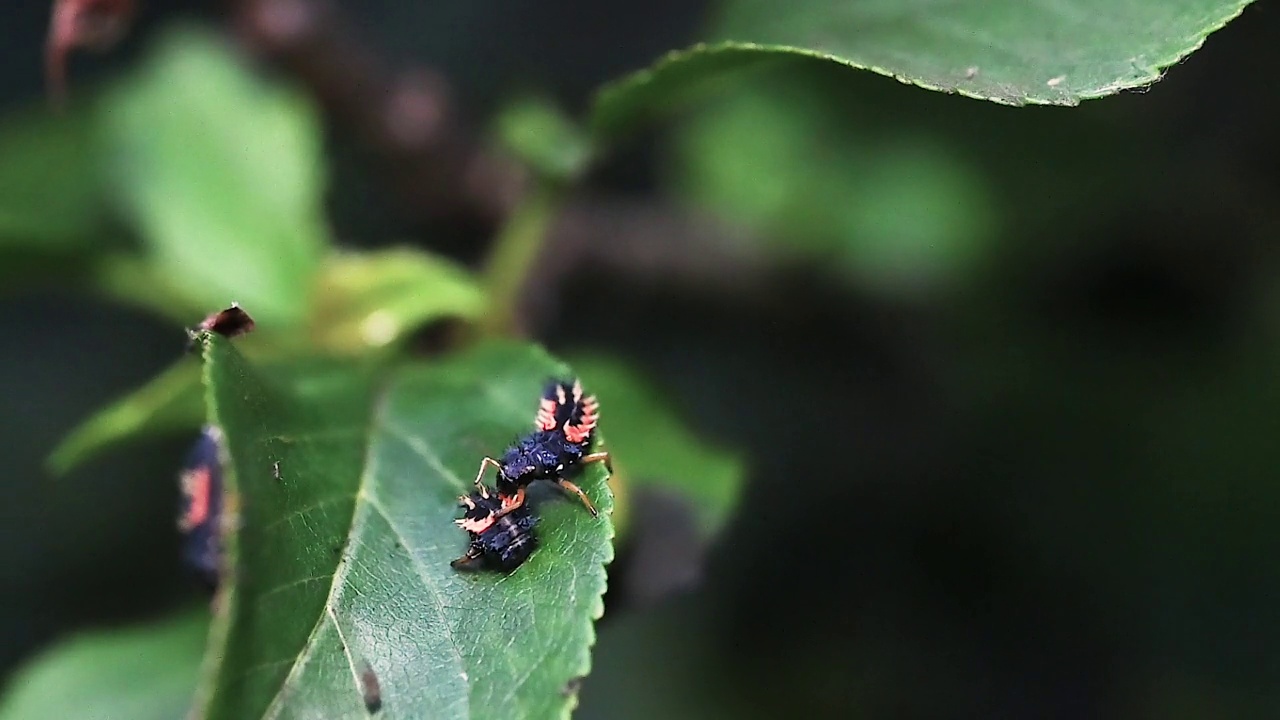 异色瓢虫(Harmonia axyridis)吞食另一只异色瓢虫幼虫视频素材