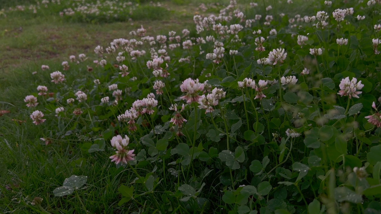 白车轴草的花视频素材