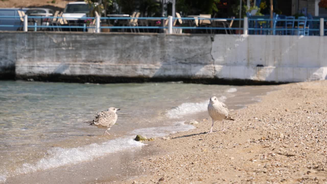 人类对环境污染的影响——海鸥咬希腊海滩上留下的尿布视频素材