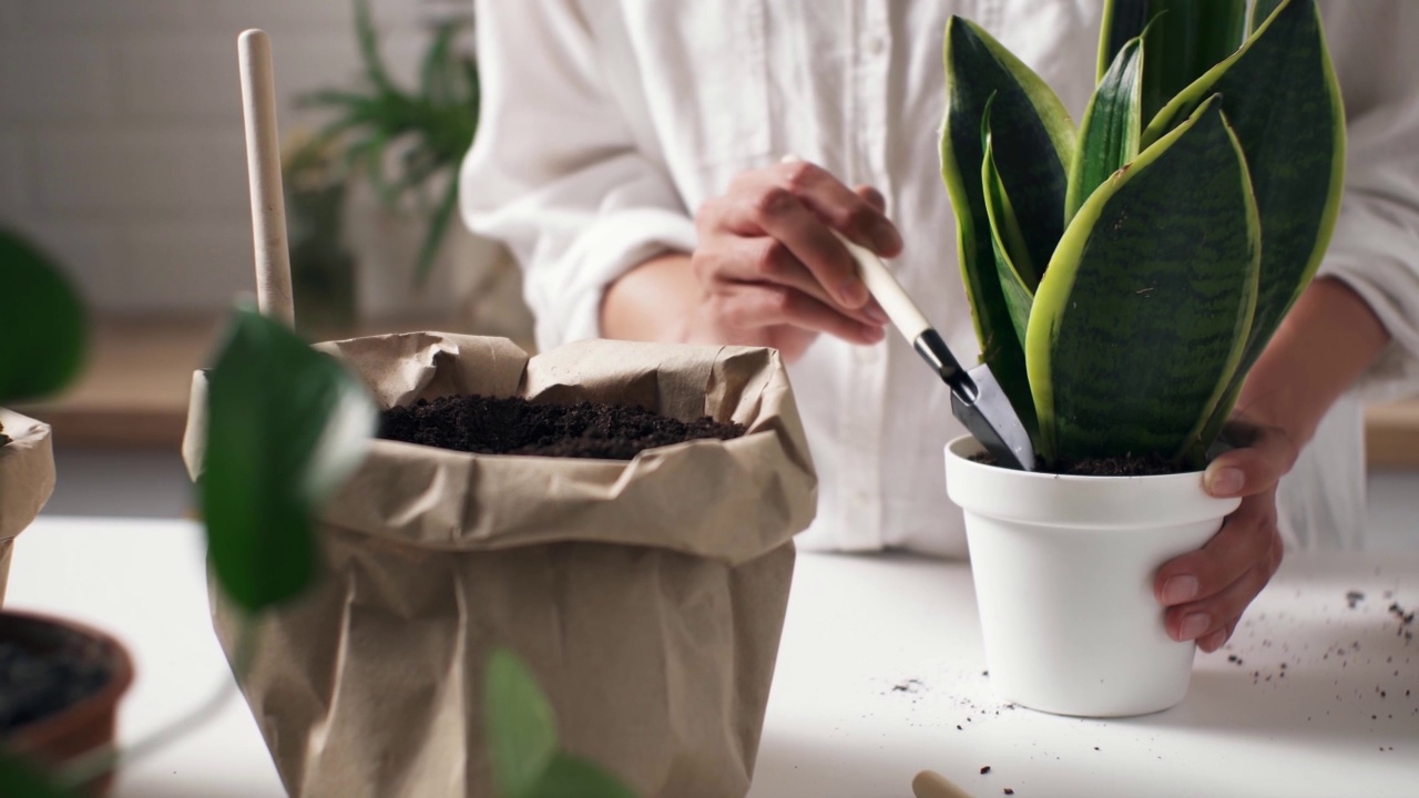 花店老板重新种植室内植物，家庭花卉护理植物，家庭花园花盆视频素材