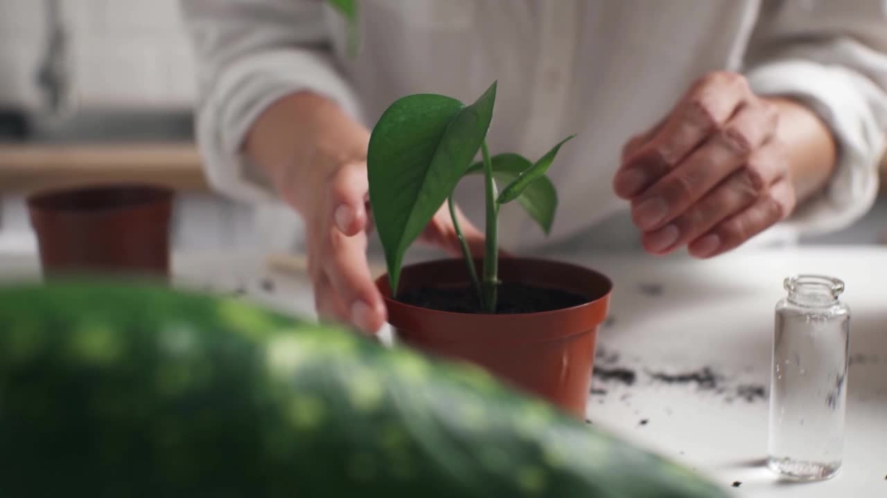 女园丁的双手重新种植花盆，家里的植物随着春天的到来，春天的植物视频素材