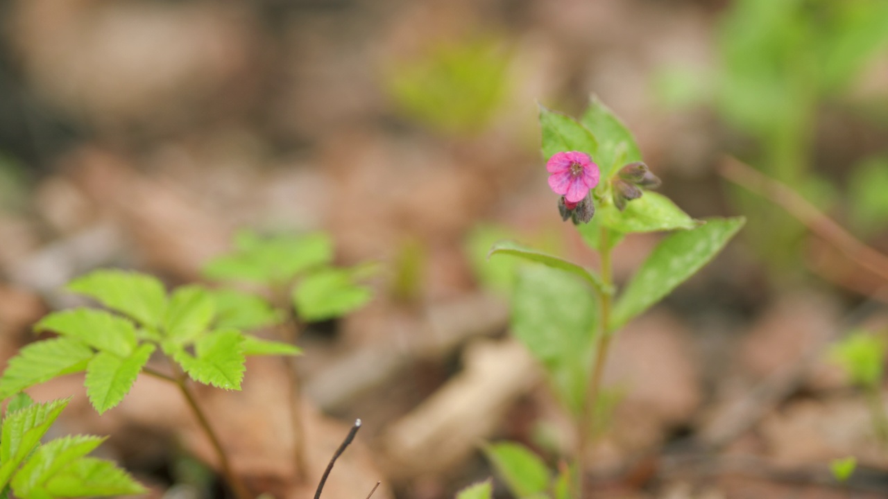 officinalis，俗称肺苔。树林中的春天概念。关闭了。视频素材