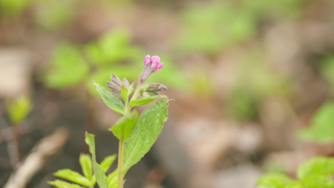 officinalis，俗称肺苔。树林中的春天概念。关闭了。视频素材