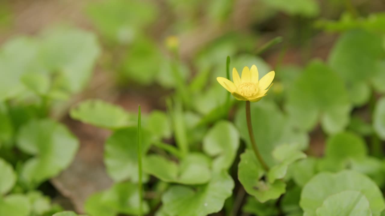 美丽的黄色春花在风中摇曳。原毛茛属植物。视频素材