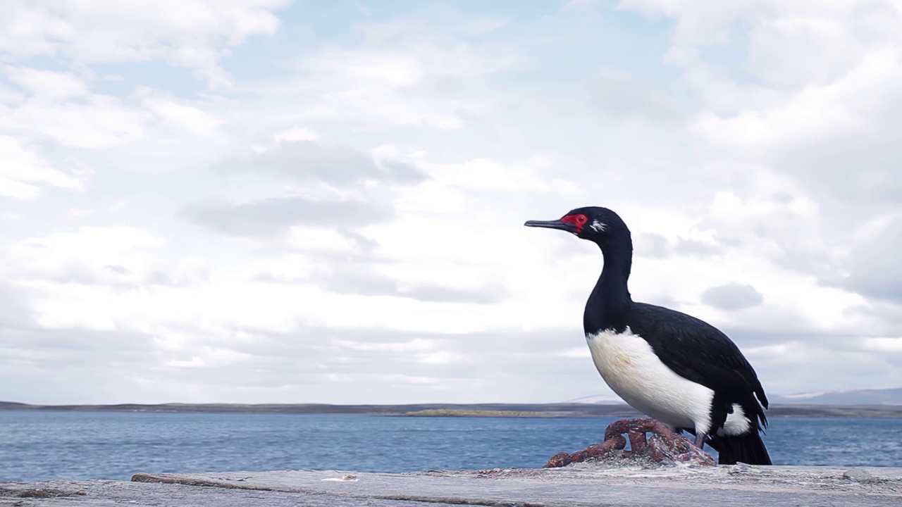 Rock Shag，也被称为麦哲伦鸬鹚(Leucocarbo magellanicus)，位于南大西洋福克兰群岛(马尔维纳斯群岛)的海岸。视频素材