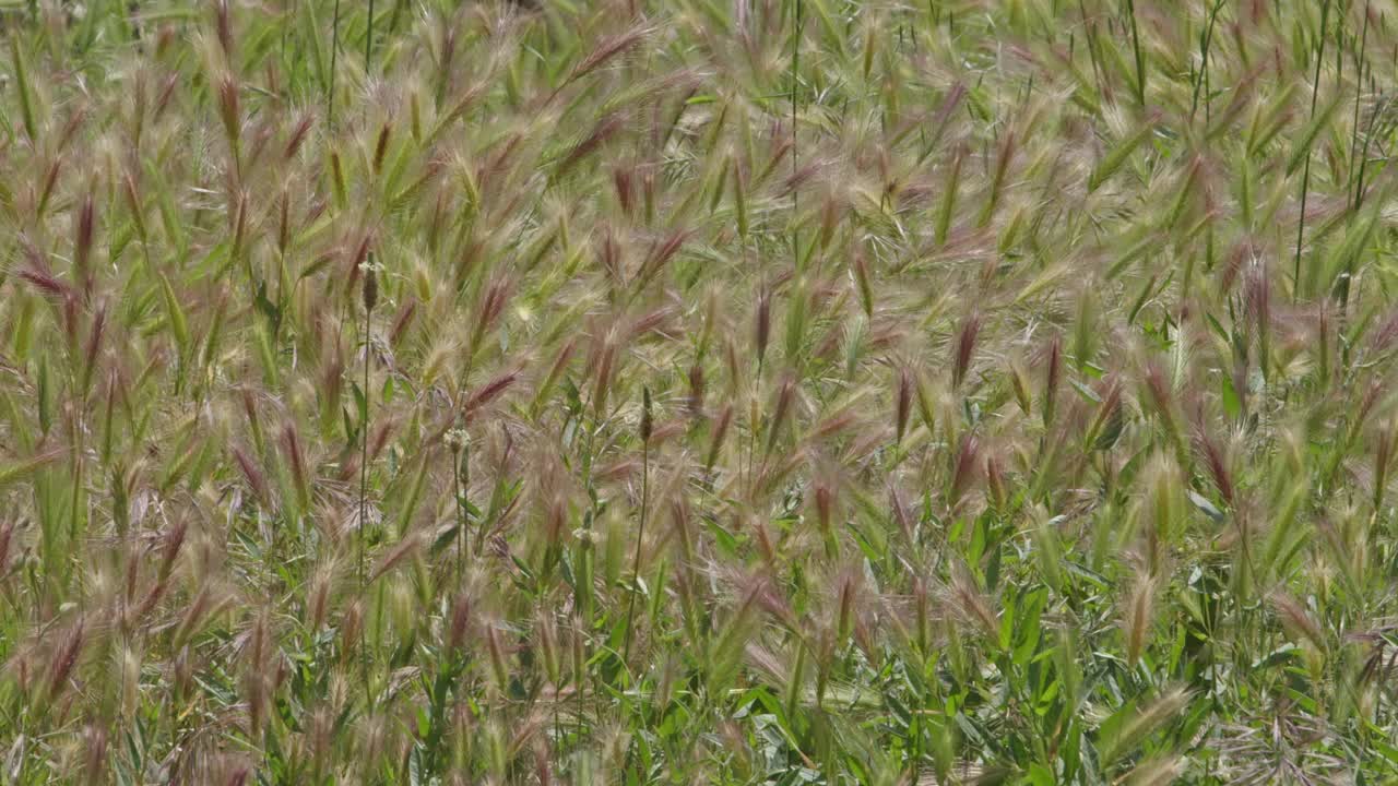 处女座在夏日收获季节的风中摇摆视频素材