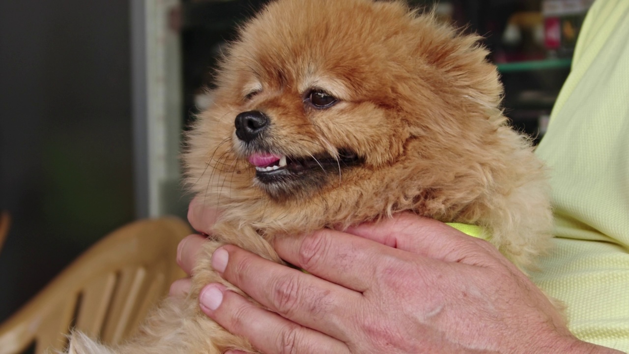 可爱的小博美犬坐在人类朋友的腿上的特写镜头视频素材