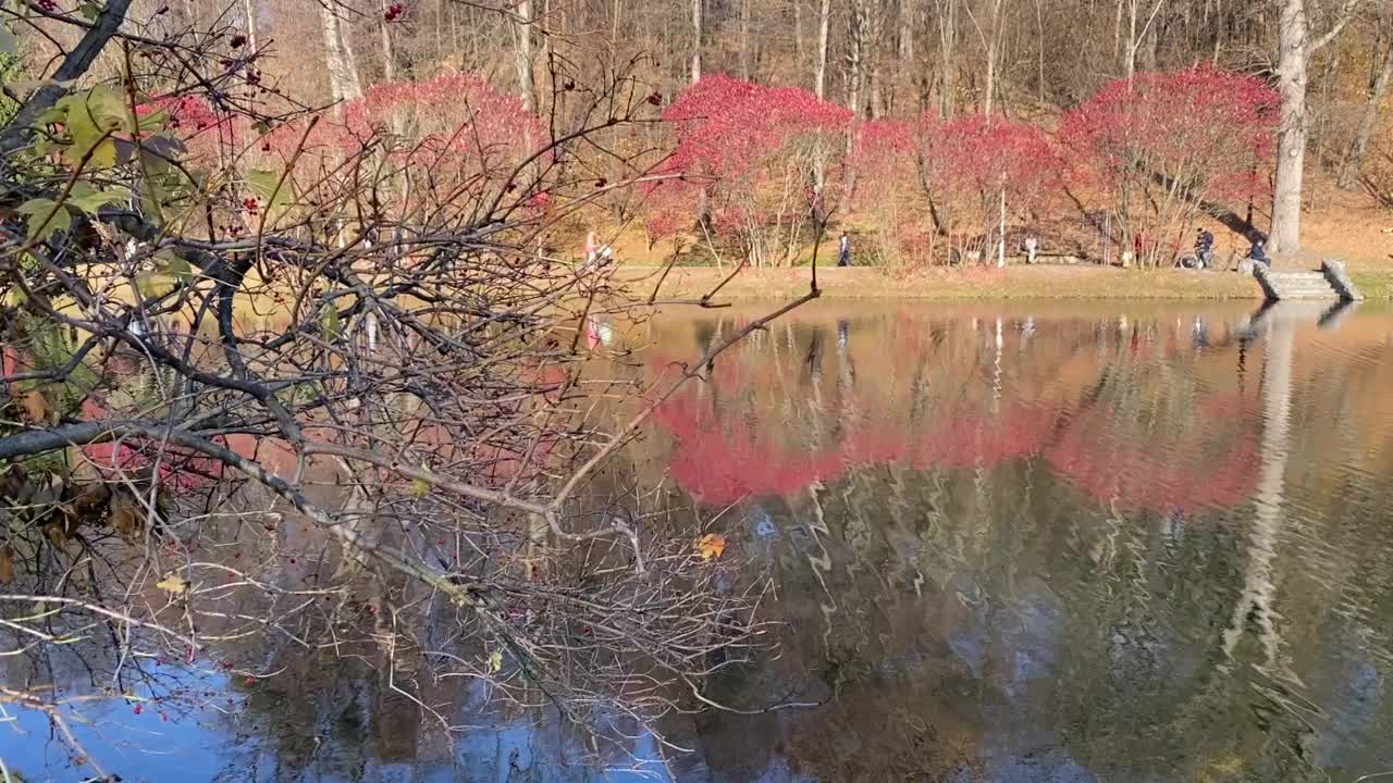 湖边美丽的秋季公园。阳光灿烂的秋天景色令人惊叹。岸边的红漆树。视频素材