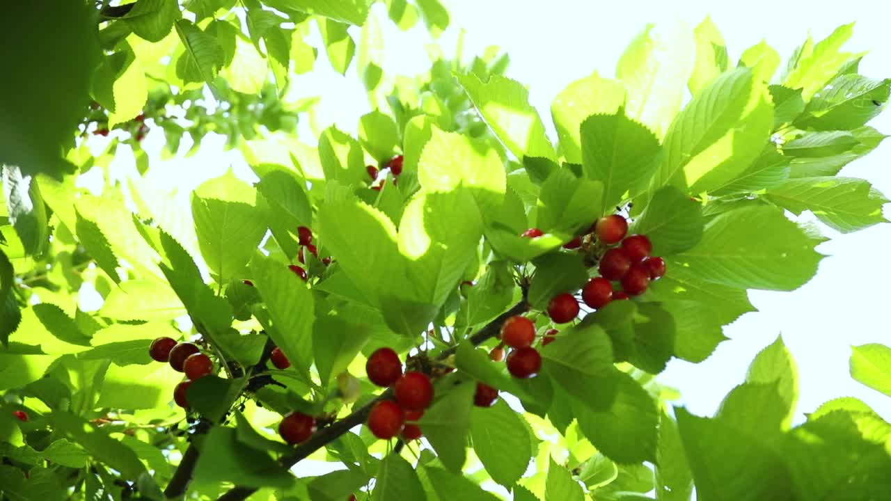 红色成熟的樱桃浆果和露珠在一个夏天的花园的小树枝上视频素材