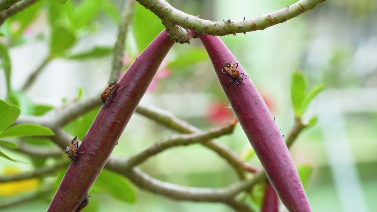 红虫，棉花染色剂，红棉虫，(印度马利筋虫)Oncopeltus confusus Horváth，昆虫害虫的种子荚腺视频素材