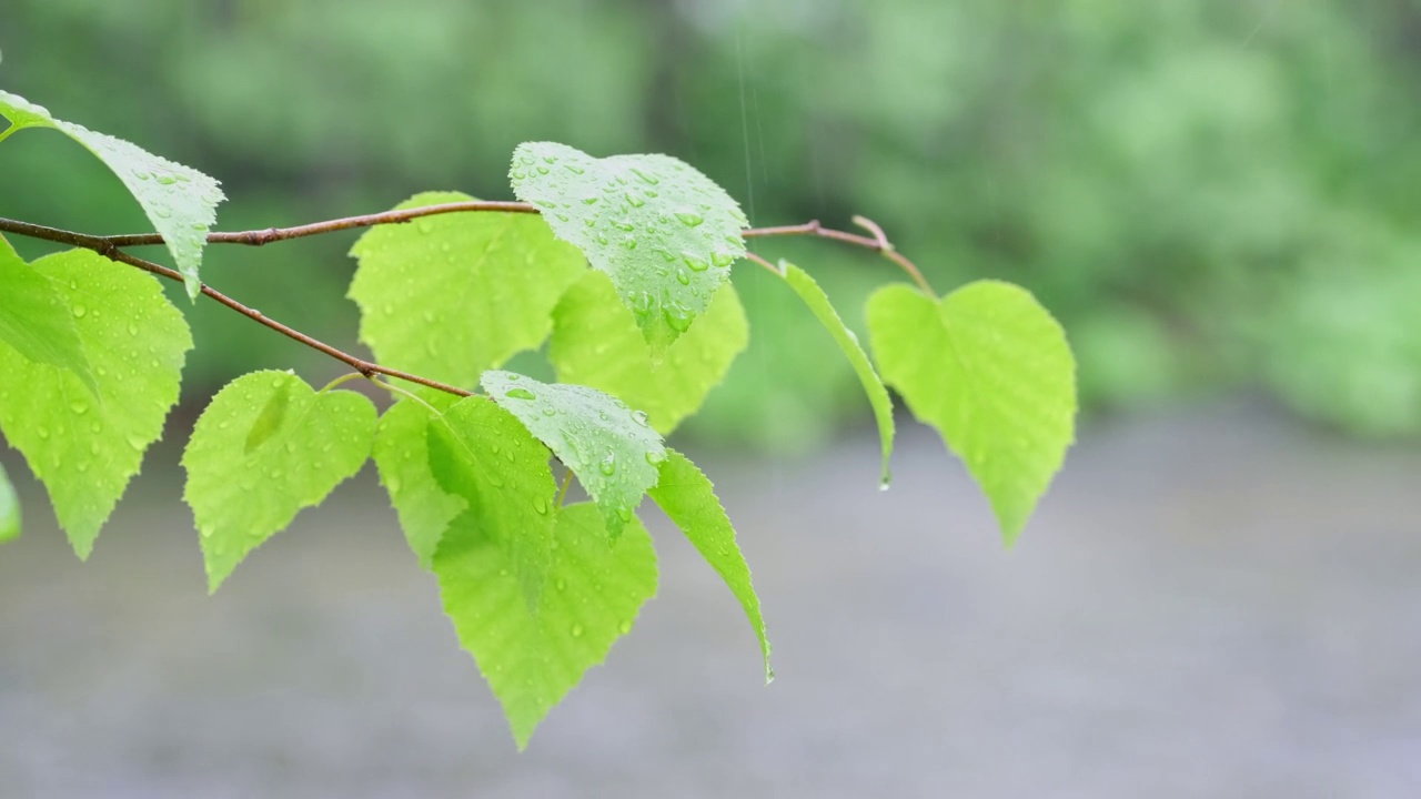 一根带有嫩叶和雨滴的树枝在大雨中随风摇摆。视频素材