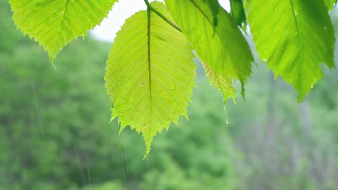 一根带有嫩叶和雨滴的树枝在大雨中随风摇摆。视频素材