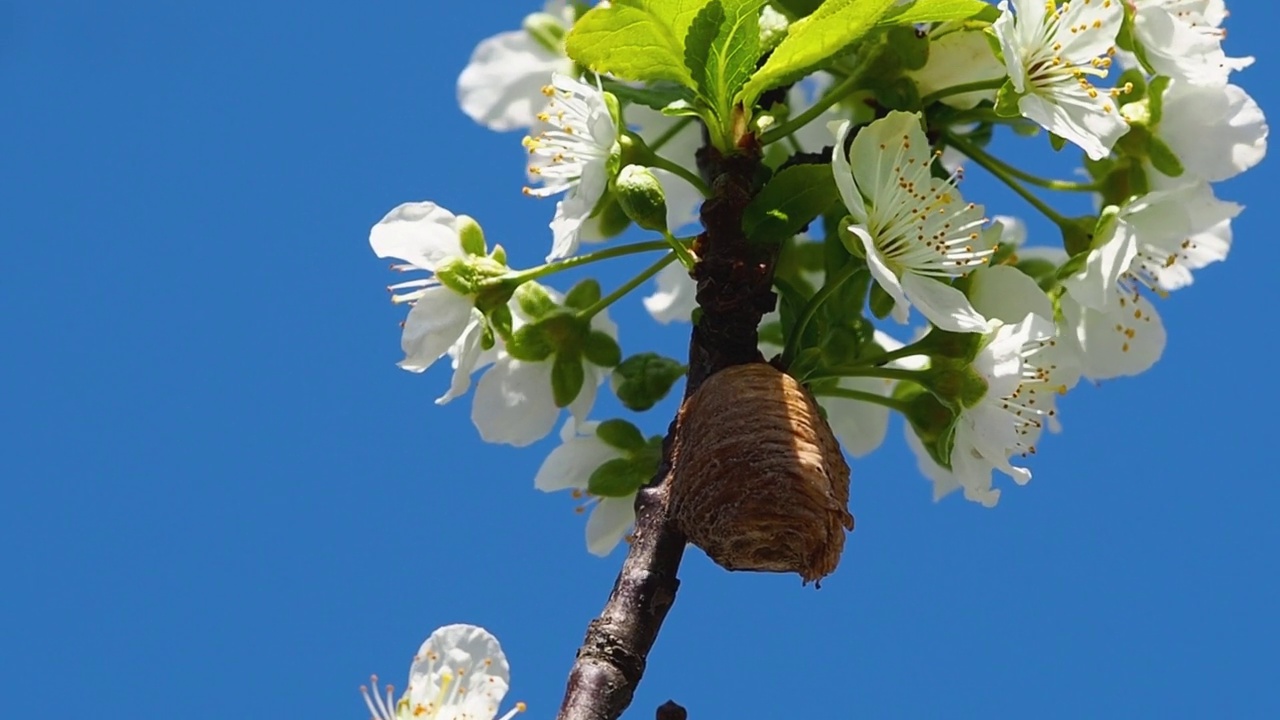 一只雌性螳螂在一根开花的梅枝上形成的卵囊特写视频素材