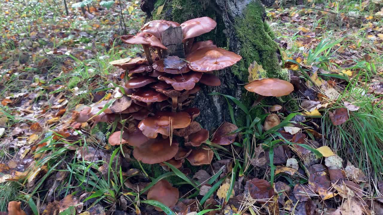 秋天的森林里有一串串蘑菇在自然光线下视频素材