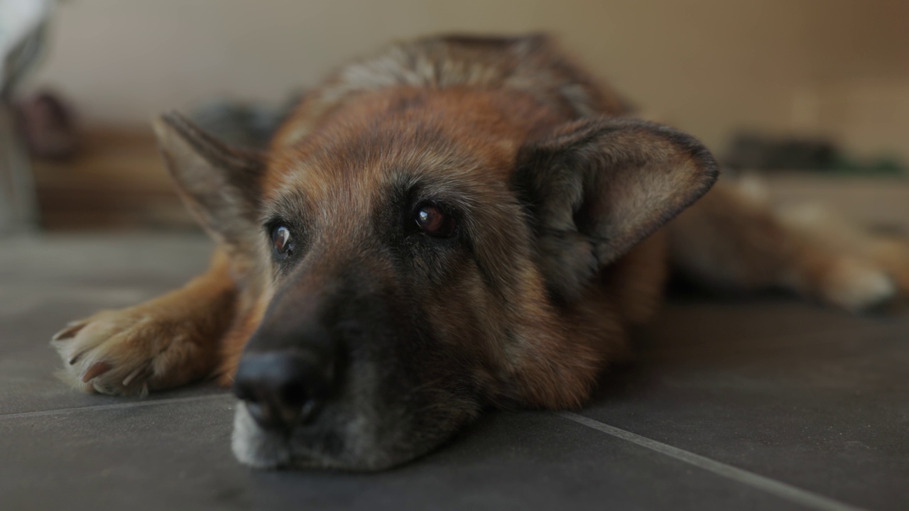 一条老德国牧羊犬躺在户外视频素材