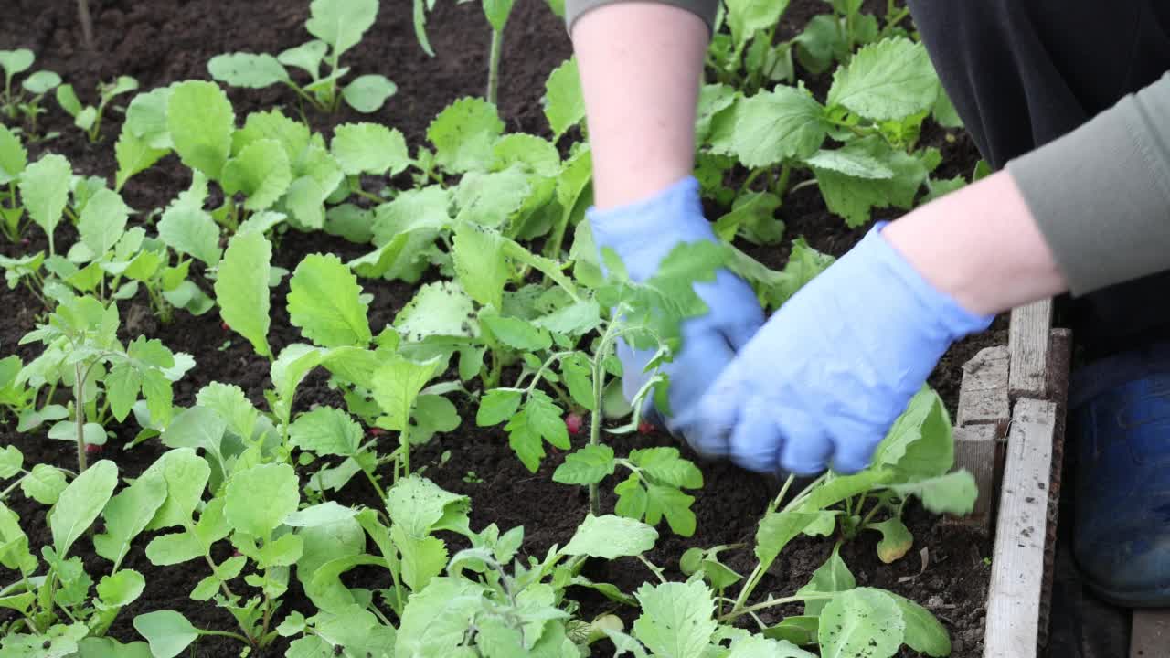 园丁正在温室里种植幼苗，近距离的双手。视频素材