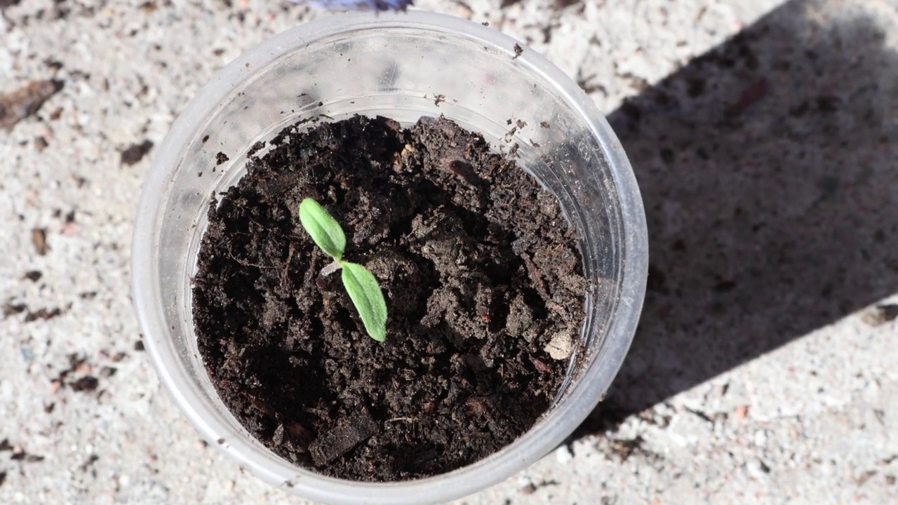 重新种植番茄幼苗，将番茄种子种在塑料玻璃中。视频素材