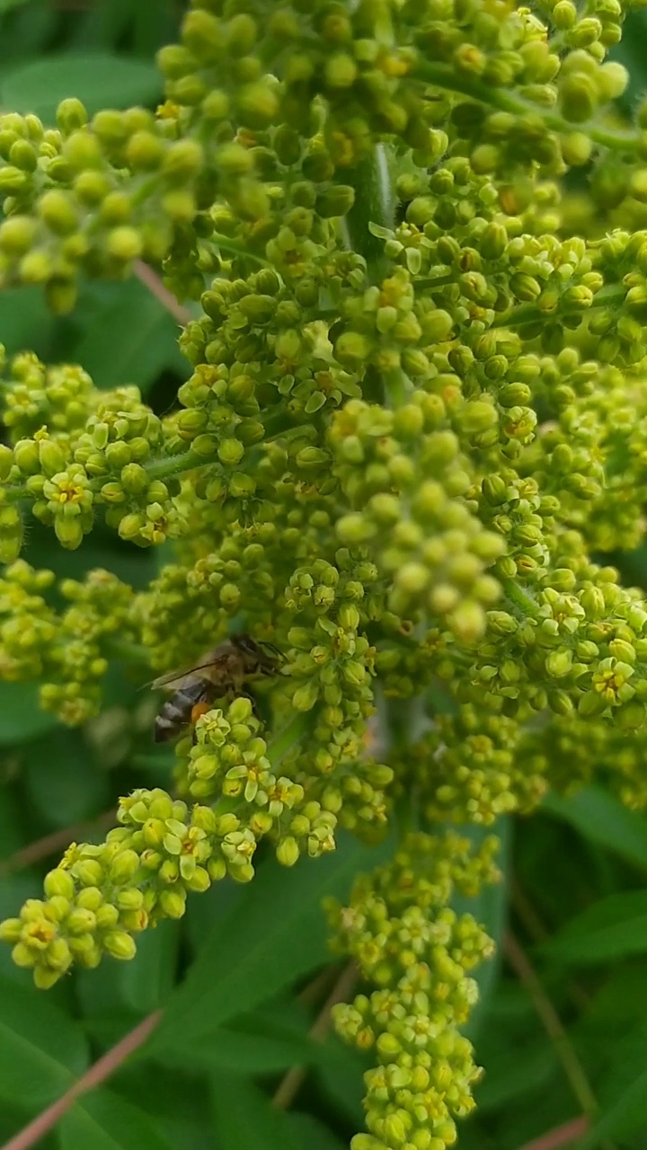 蜜蜂授粉视频下载