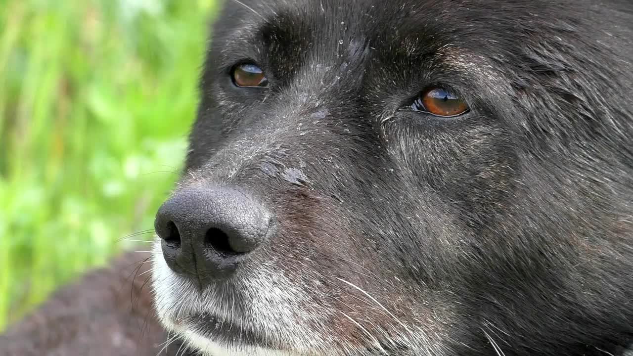 老狗用鼻子闻气味。视频素材