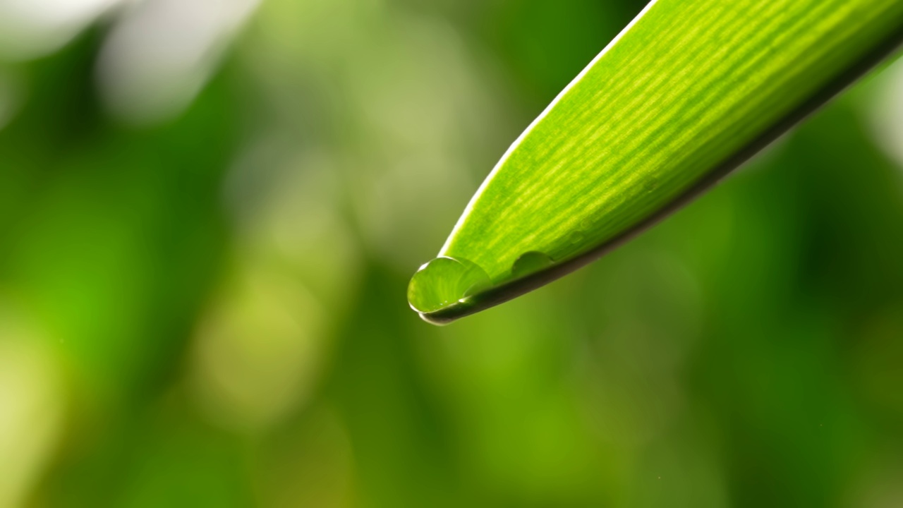 叶子上的水滴视频素材