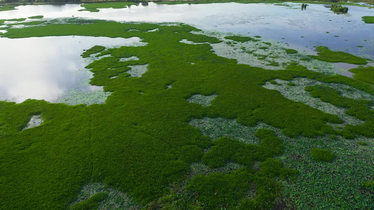 斯里兰卡的湿地。视频素材