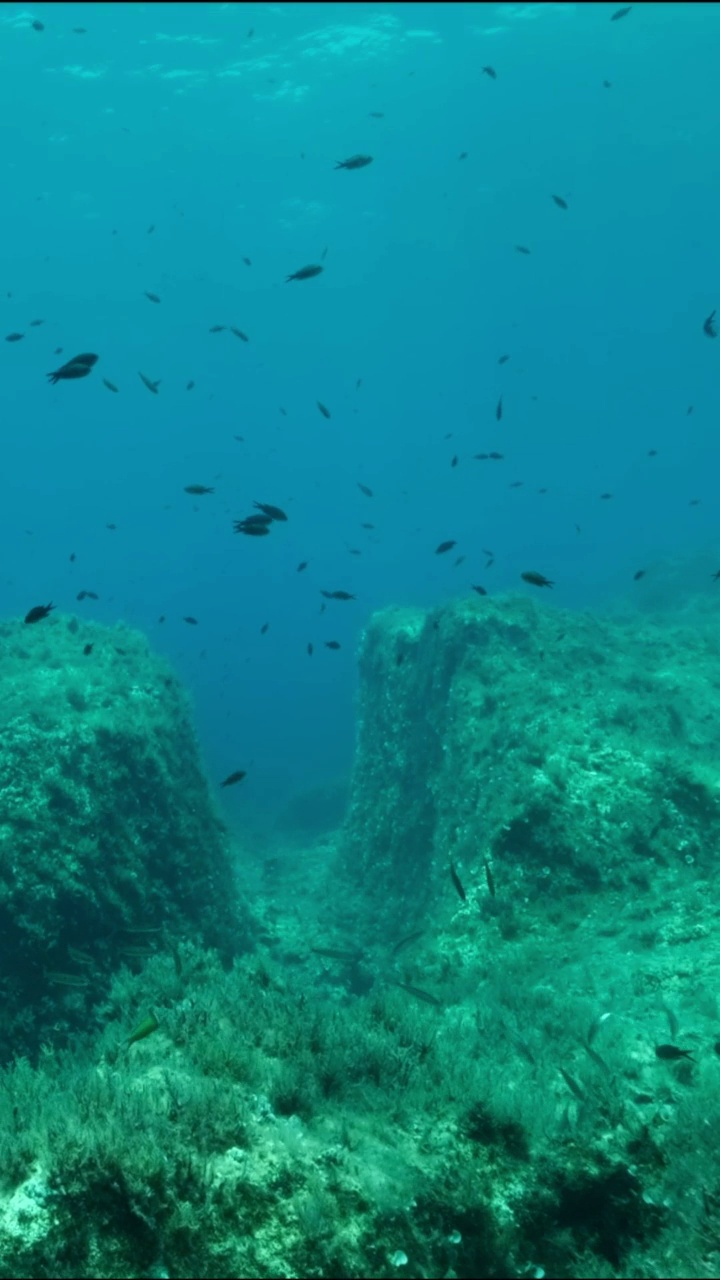 垂直视频:地中海铬丝鱼(chromis chromis)游泳在岩石海底覆盖着棕色海藻(Cystoseira)。摄像机向左移动到海底附近视频素材