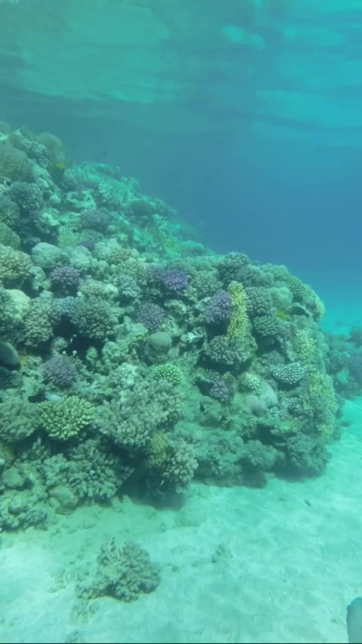 彩色的热带鱼游泳在美丽的珊瑚礁在蓝色的水的背景。海洋中珊瑚礁上的水下生物。镜头向前移动到珊瑚礁附近。慢动作视频素材