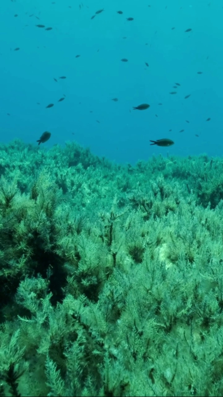 垂直视频:一群幼年地中海铬丝鱼(chromis chromis)游过布满褐藻(Cystoseira)的岩石海床。相机向前移动。慢动作视频素材