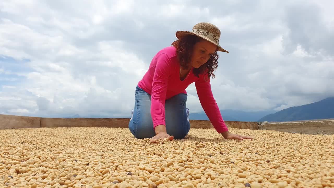 在她的种植园里做咖啡的女人视频素材