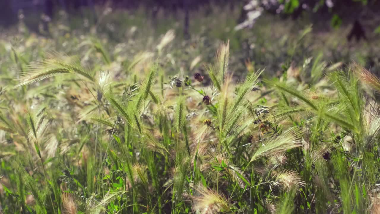 晴午视差下自种青稞视频素材