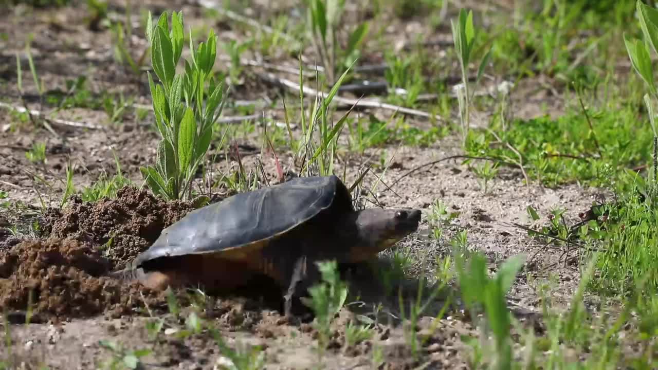 产卵时常见的鳄龟(Chelydra serpentina)视频素材