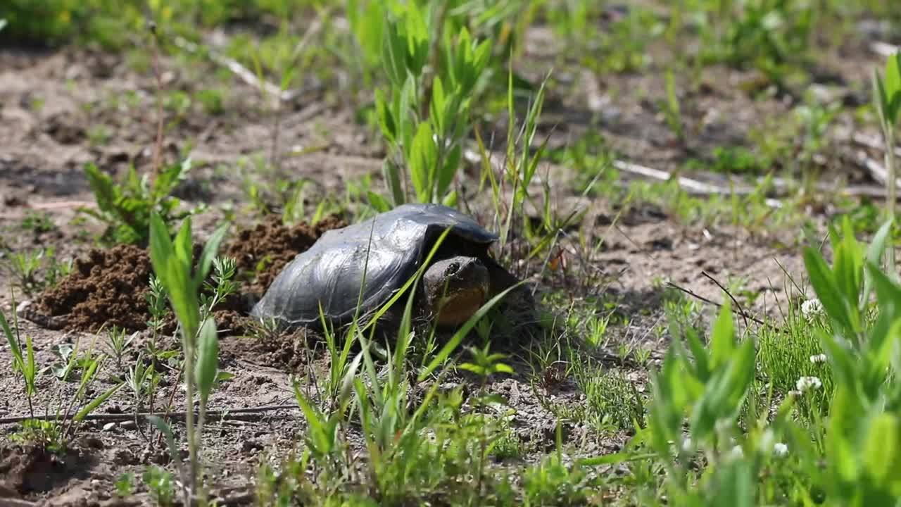 产卵时常见的鳄龟(Chelydra serpentina)视频素材