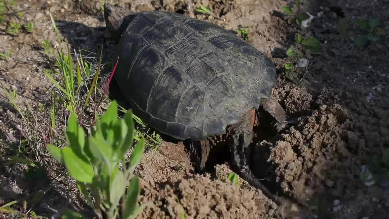 产卵时常见的鳄龟(Chelydra serpentina)视频素材