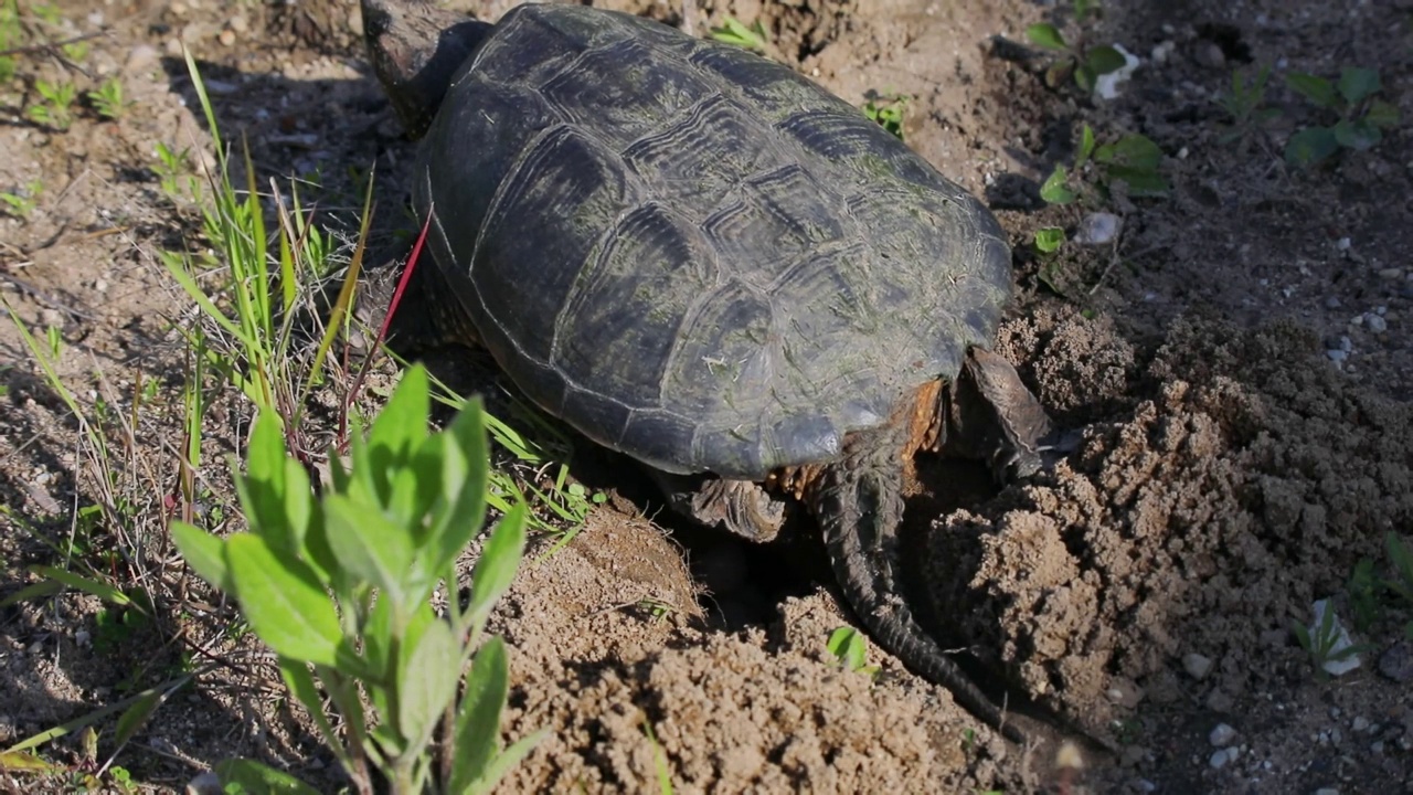 产卵时常见的鳄龟(Chelydra serpentina)视频素材