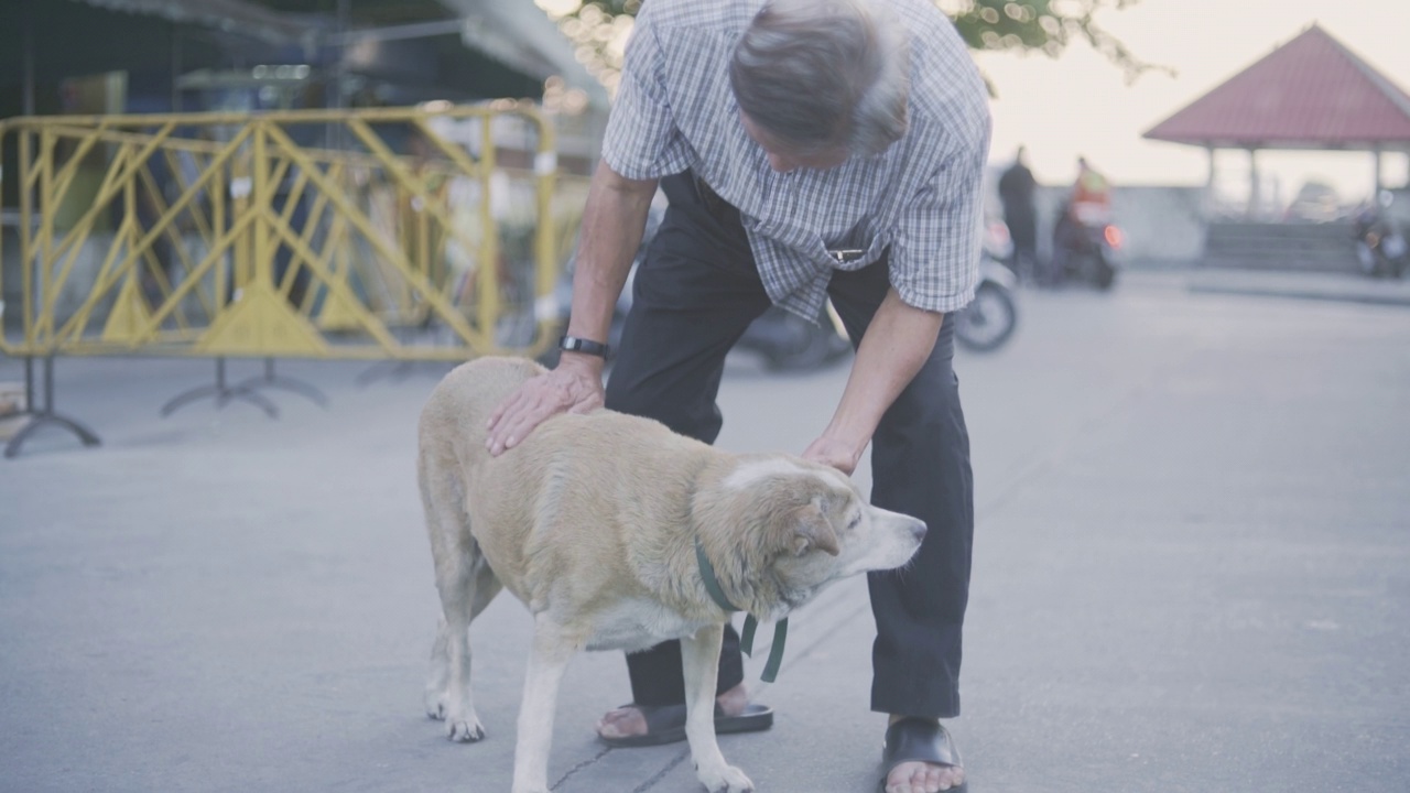 一位年长的男性主人抚摸狗狗的毛发视频素材