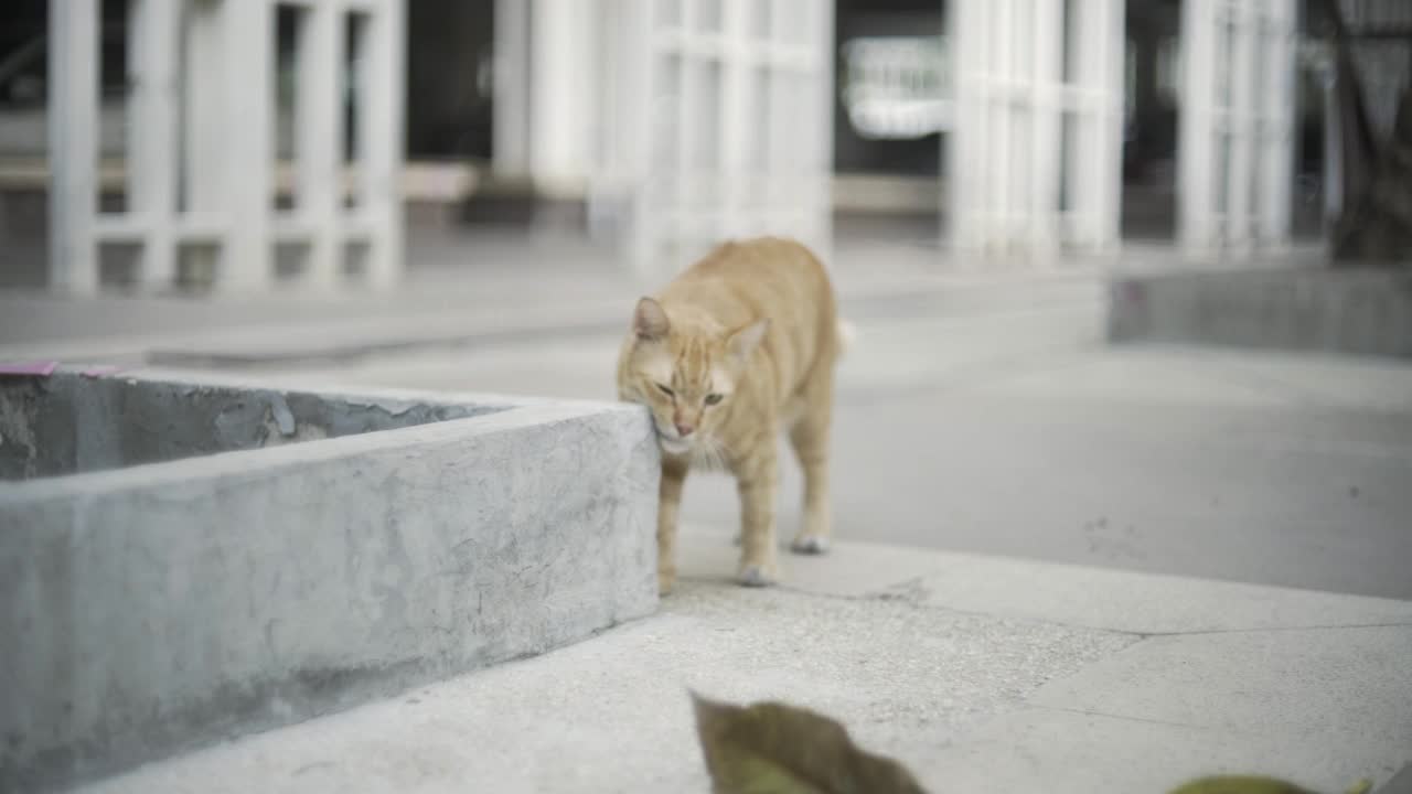 好奇的可爱的猫视频素材