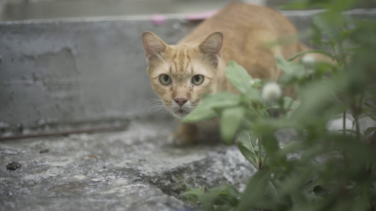 好奇的可爱的猫视频素材