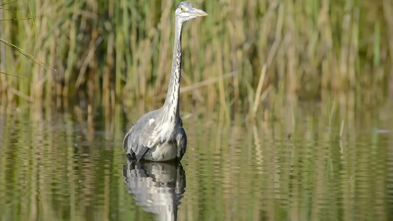 苍鹭(Ardea cinerea)春季池塘垂钓。视频下载